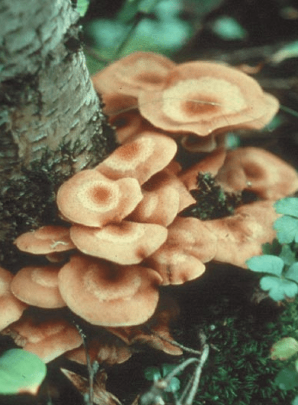 Armillaria fungus fruiting bodies growing at the base of a tree trunk in Perth