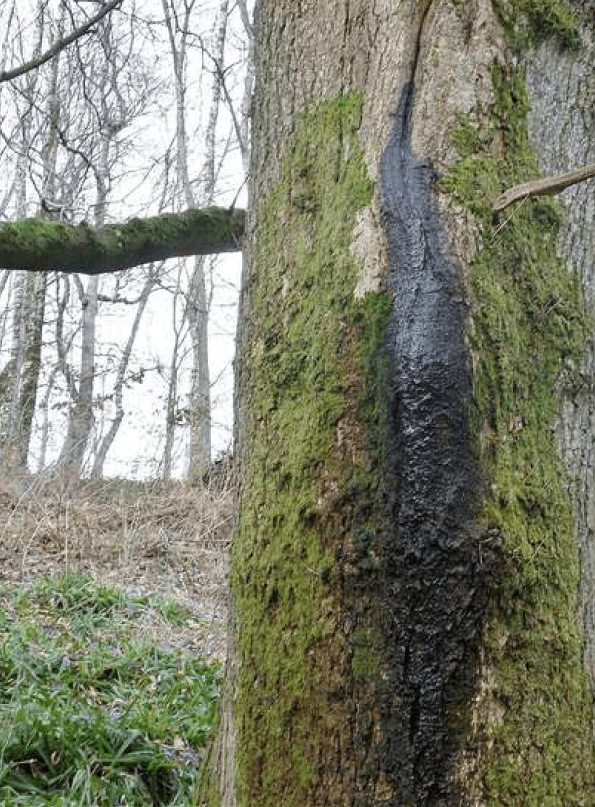 Bacterial wetwood slime flux issuing from a wound in the trunk of a tree