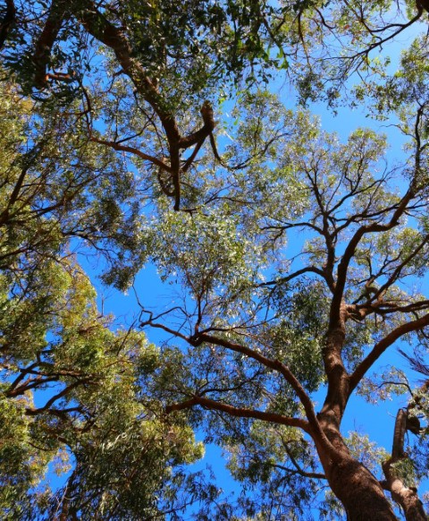 Healthy canopy branches and leaves of three very large Marri trees where diseased and dangerous branches have been removed by tree lopping professional