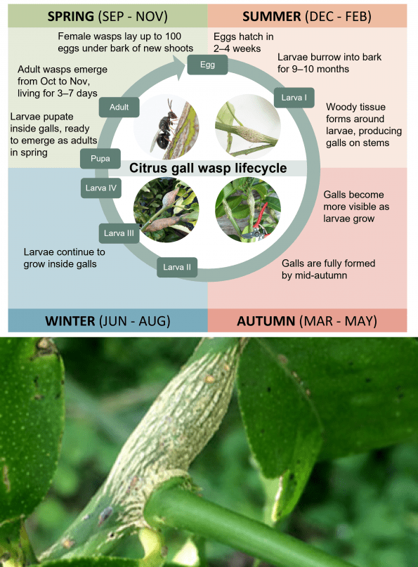 Citrus Gall Wasp Lifecycle And example affected branch node