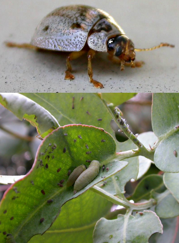 Eucalyptus Leaf Beetle and damage to perth trees identified during tree lopping operations