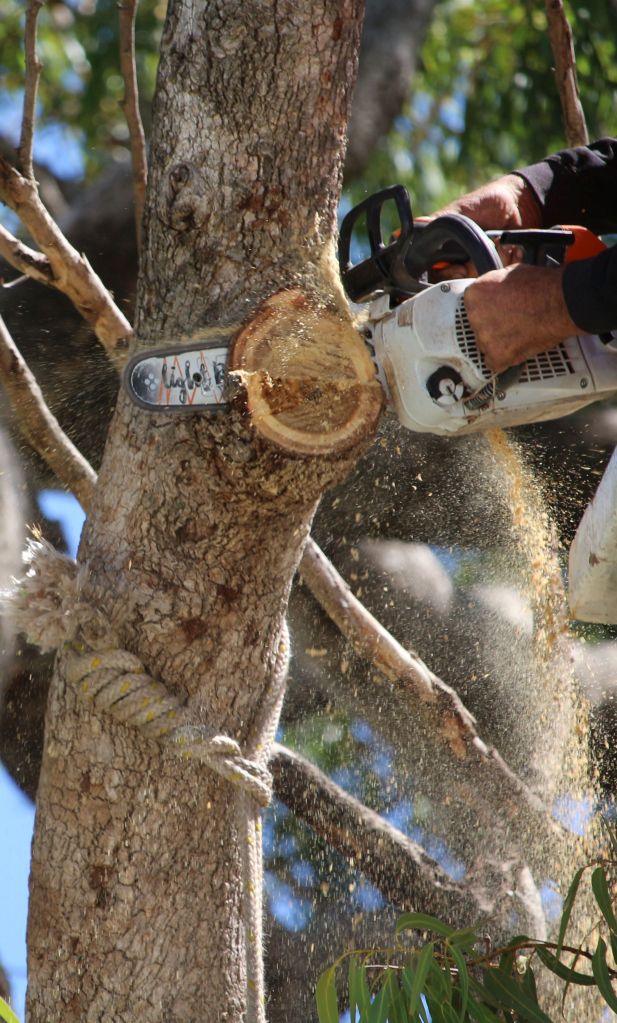 Professional arborist trimming a dangerous limb from a flooded gum at a Perth suburb