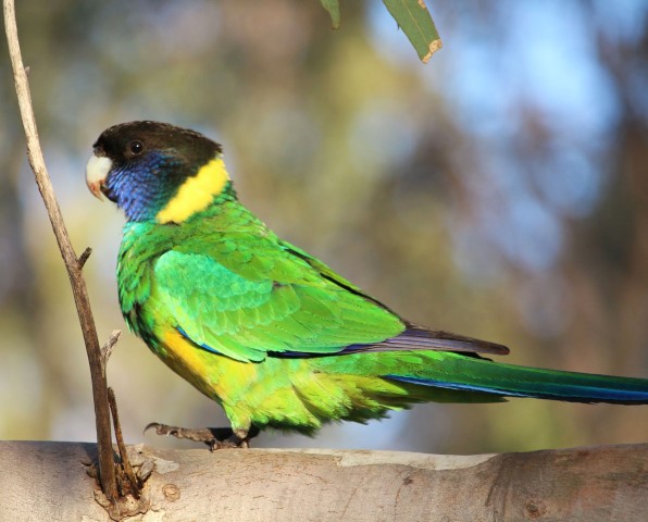 Western Australian native ringneck parrot perched on a healthy tree branch after tree trimmer work in Perth suburb of Lesmurdie