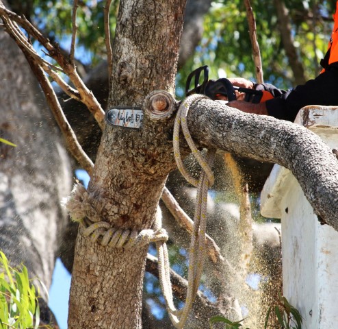 Perth arborist using ropes and an elevated work platform to remove heavy branches during complete tree removal