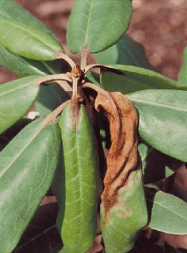 Phytophthora Dieback showing on leaves of a young tree in Perth