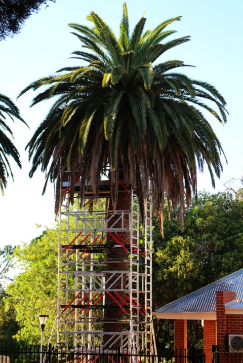 Scaffolding around a canary island date palm used during tree trimming in Perth