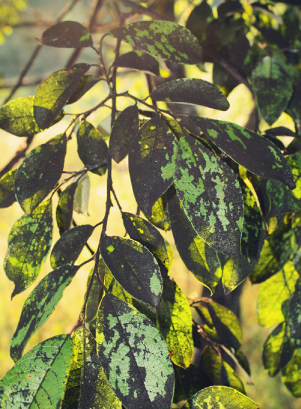 Sooty mould fungi growing on leaves requires tree trimming