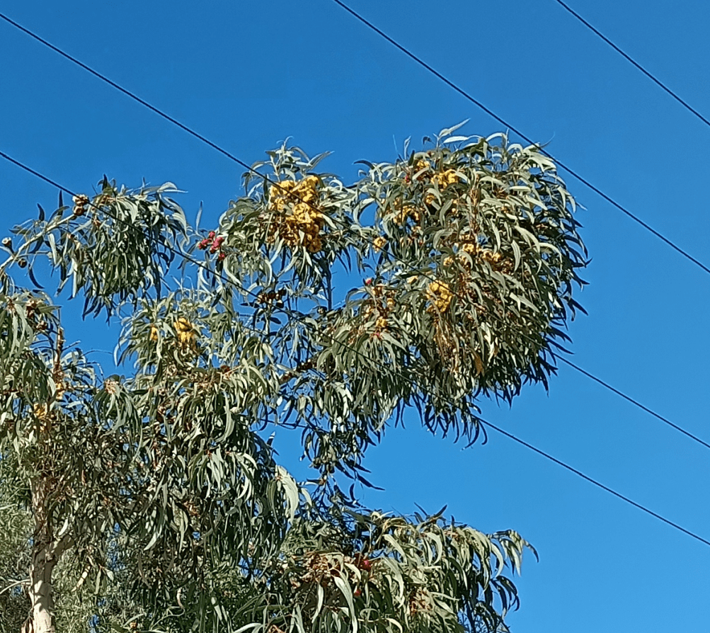 Tree branches touching power lines and requiring trimming in Dalkeith