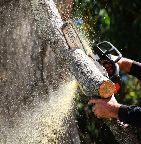 Perth arborist removing dangerous limb from healthy tree