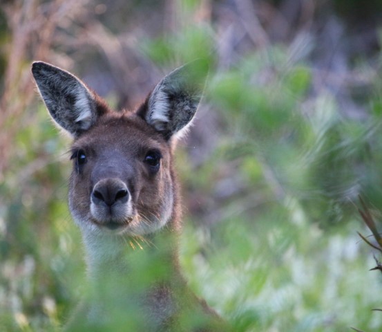 Curious Western Gray kangaroo peeking through bushes at arborist work in Joondalup Perth.